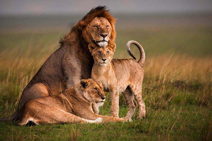 4 jours de safari de luxe dans le Masai Mara et le lac Nakuru en jeep 4x4