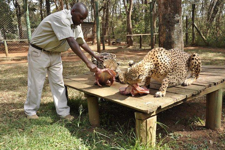 Nairobi Animal Orphanage, Safari Walk & Bomas Cultural Dance Show
