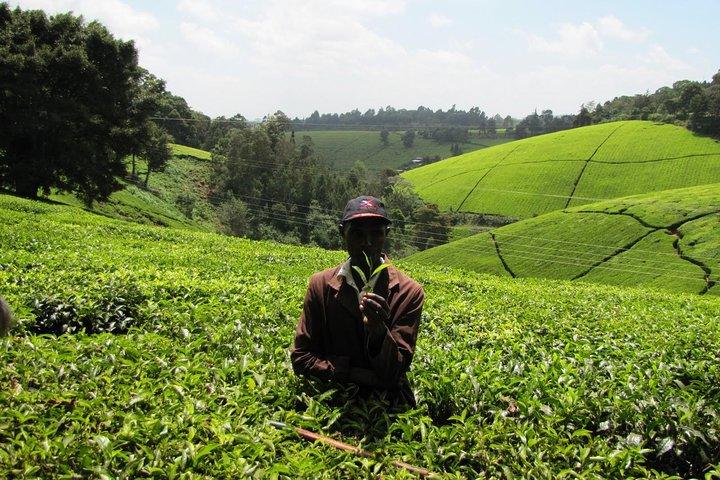 Excursion d'une journée à Nairobi à la ferme de thé de Kiambethu et déjeuner