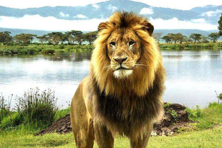 Groupe Masai Mara et lac Nakuru de 4 jours rejoignant le camping Safari - départs quotidiens