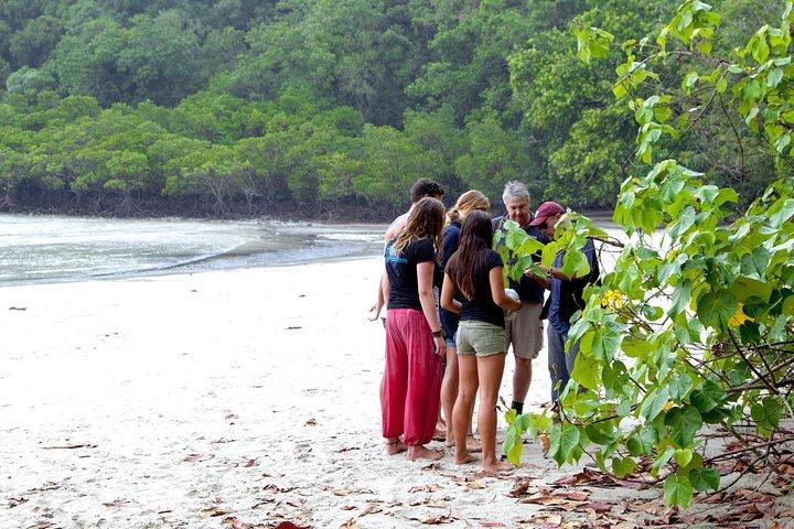 Daintree Rainforest und Mossman Gorge: Ganztagestour