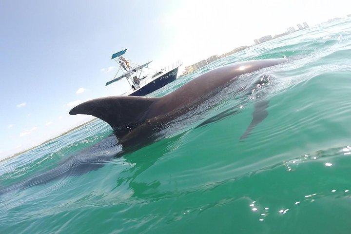 Incontro con i delfini selvatici a Puerto Vallarta