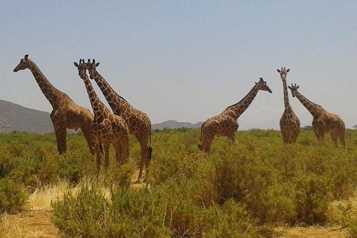 5 - Giorno Masai Mara, Lago Nakuru e Naivasha Budget Camping Safari