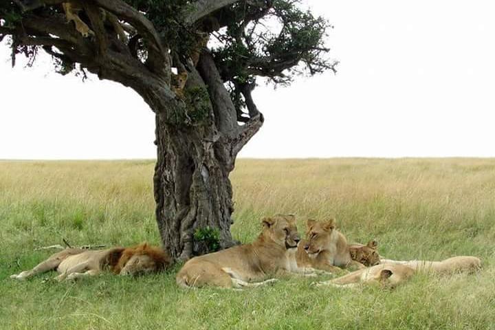 5 - Day Masai Mara, Lake Nakuru & Naivasha Petits prix en camping Safari