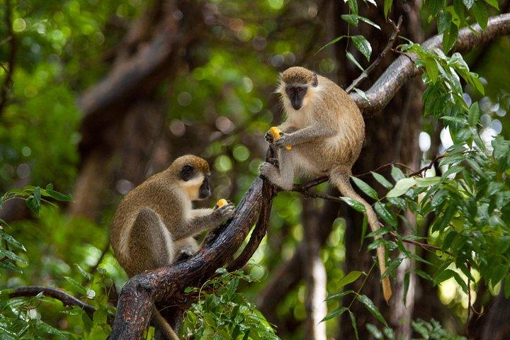 Barbados Island Tour med Lunch och Wildlife Sanctuary