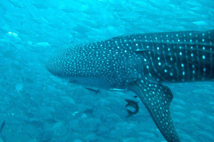 認定ダイバー向けダイビングツアー： セイルロックまたはタオ島