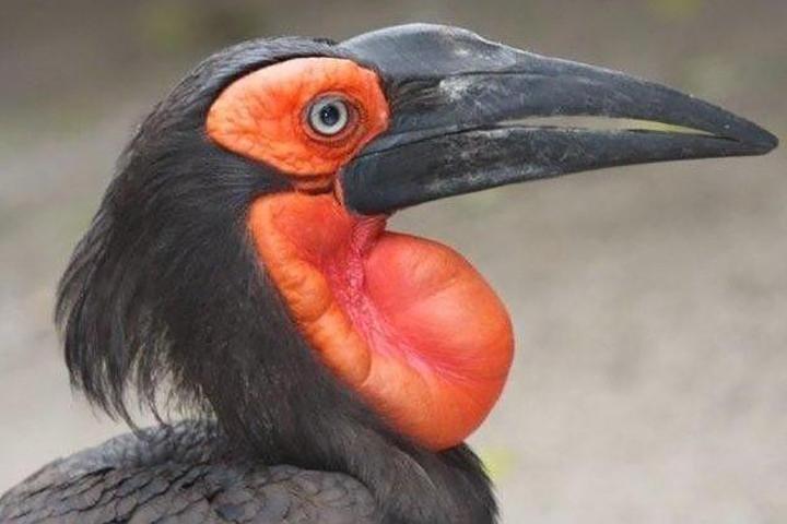 Sin colas: boleto de entrada a World of Birds
