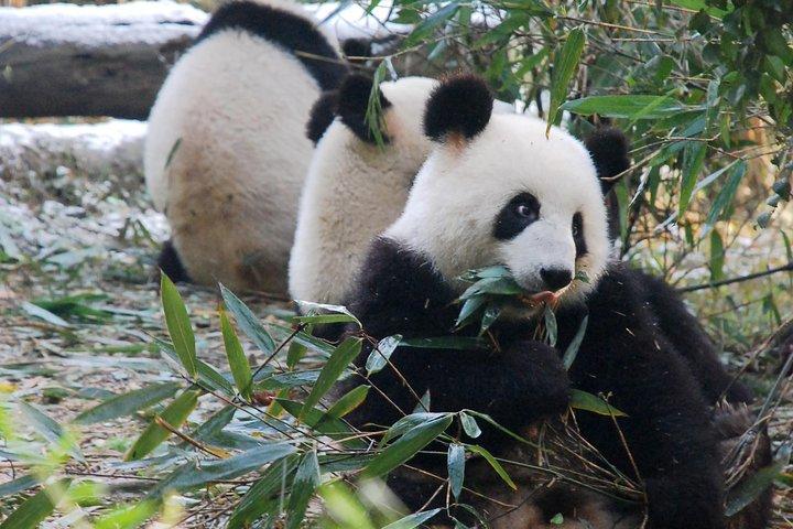 Giant Panda and Buddha 1 dags tur