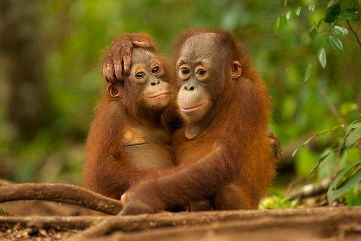 Excursion d'une journée à Sepilok Orang-utan et visite de la ville (vol exclu)