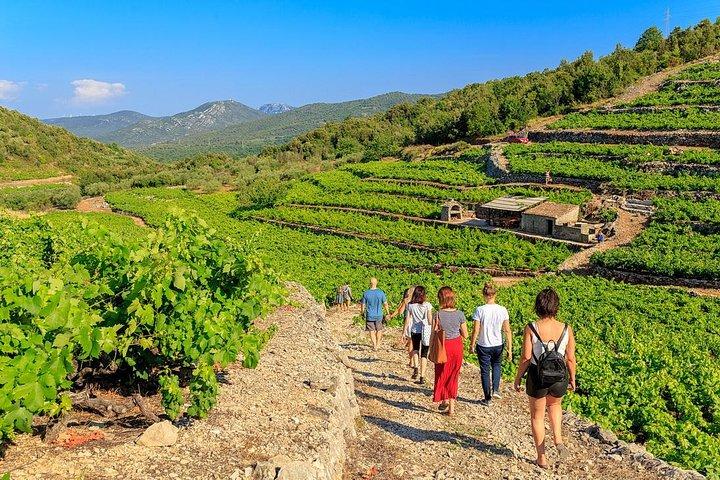 Peljesac&Ston Smågruppsmat och vinupplevelse från Dubrovnik
