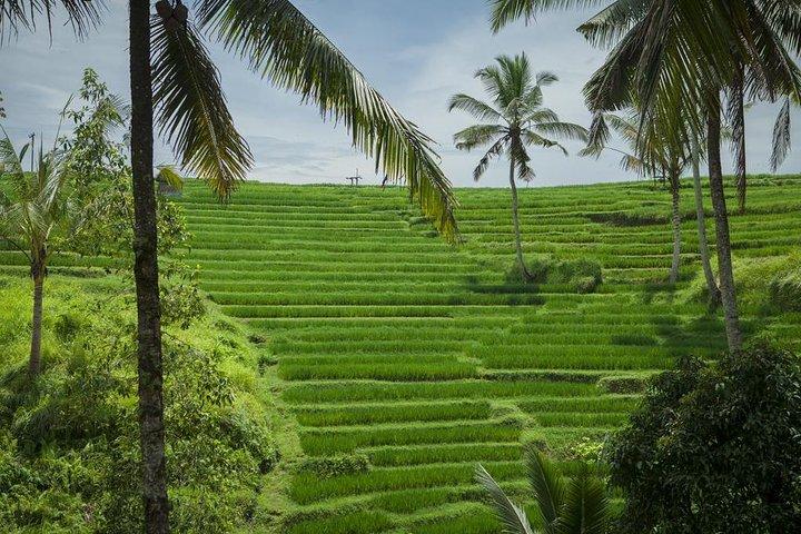 Discover Bali in 2 Days Private Tour Package