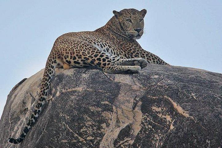 Narlai Leopard Safari und Dorfspaziergang mit Mittagessen