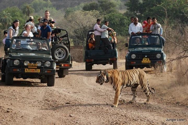 Ein zweitägiger Ranthambore-Nationalpark von Jaipur mit privatem Transfer