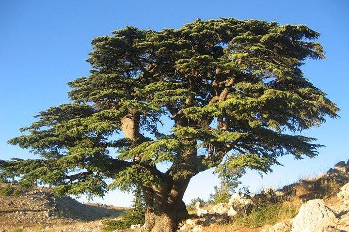 PRIVATER Wandertagesausflug in den Shouf Fabulous Cedars Forest
