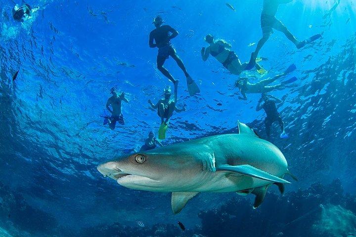Ultimate Snorkel med hajar i Fiji