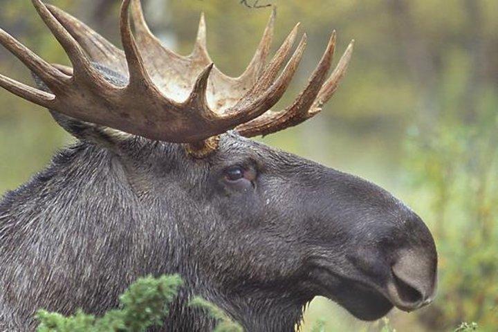 Kvällssafari med vilda djur från Stockholm