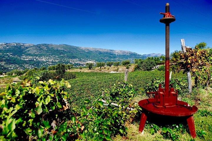 Tour enologico di mezza giornata nella regione vinicola Bellet da Nizza