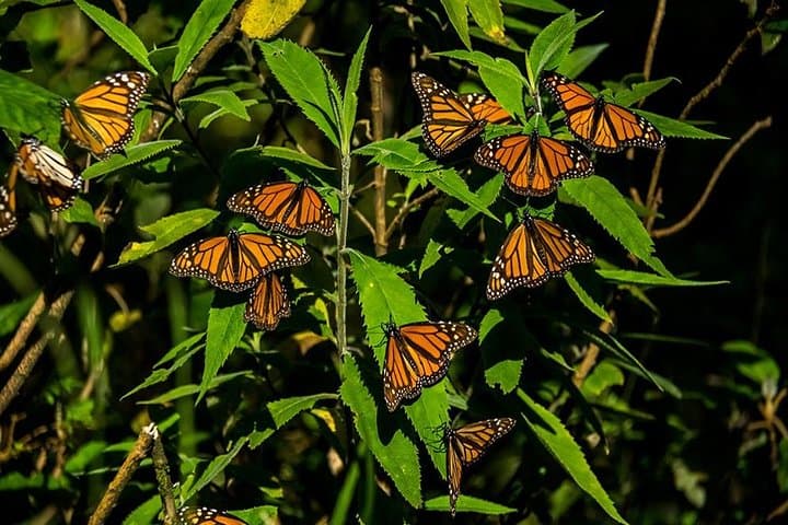 Monarch Butterfly Sanctuary Day Trip from Mexico City