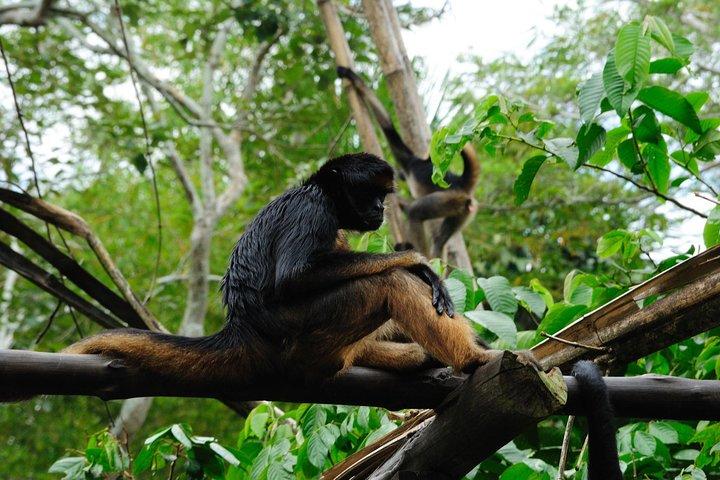Avventura nella giungla amazzonica di 4 giorni a Iquitos presso Heliconia Lodge