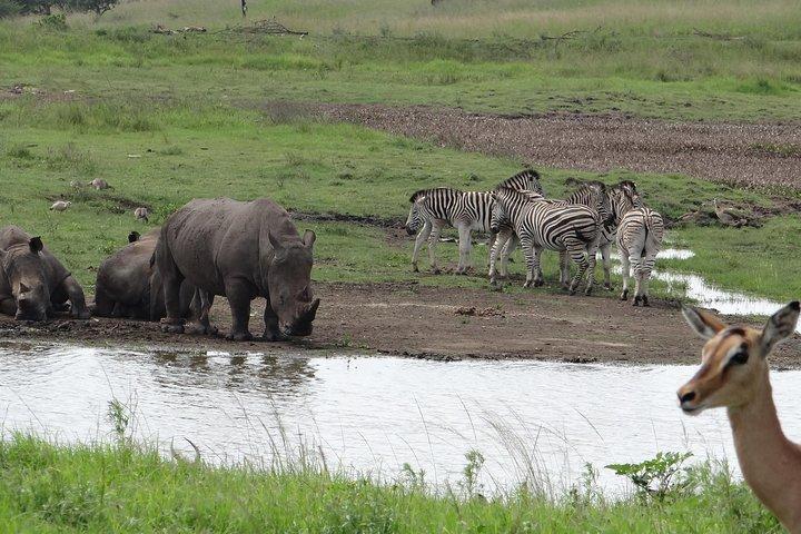 Mini Safari e experiência de aldeia cultural Zulu - Excursão de 1 dia