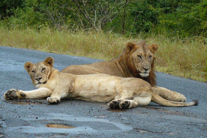 Hluhluwe Imfolozi und St Lucia 3 Tage Safari ab Durban