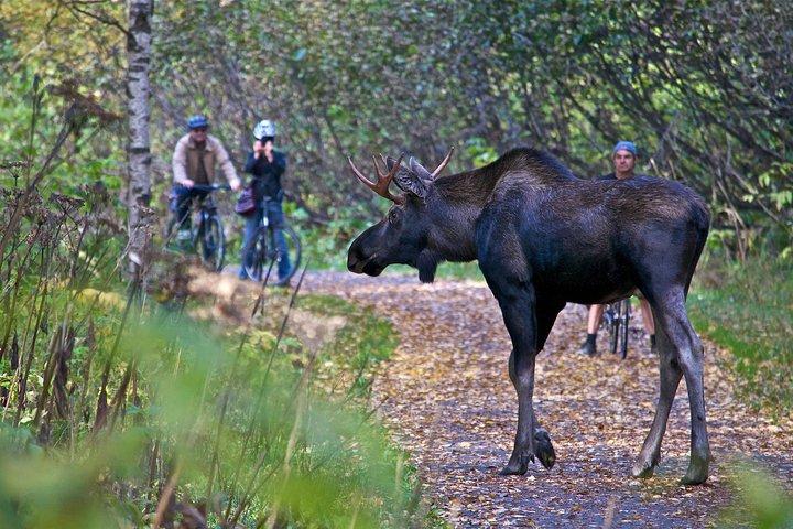 Visite panoramique en vélo du sentier côtier Tony Knowles - LE PLUS POPULAIRE