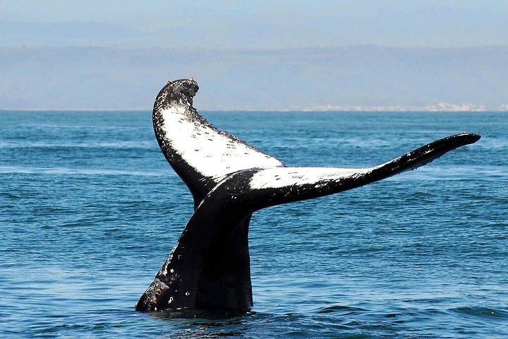 ジュノーのベスト：メンデンホール氷河、ホエールウォッチング、サーモンベイク