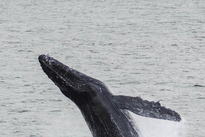 Island Super Saver: Northern Lights Cruise plus Whale Watching Tour från Reykjavik