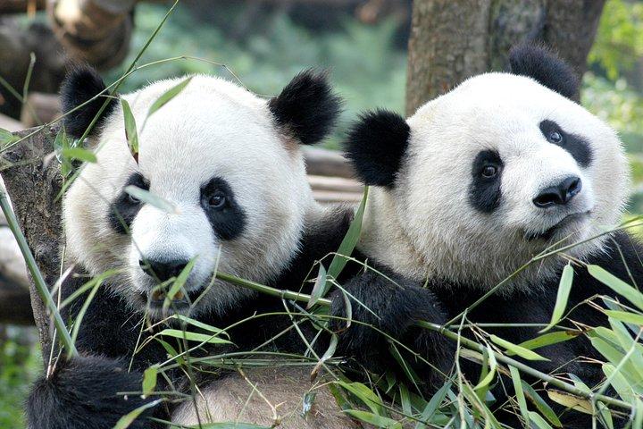 Private halbtägige Tour durch das Panda-Zuchtzentrum Chengdu mit optionaler Freiwilligenarbeit