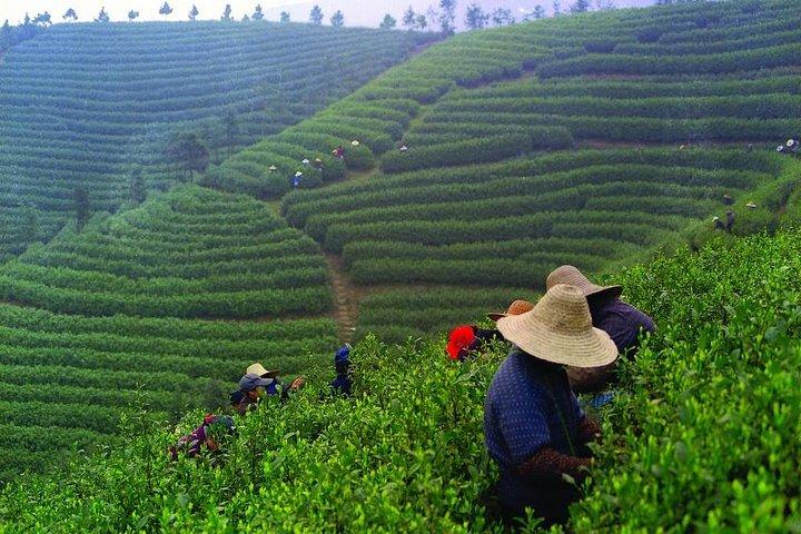 Scopri Chengdu: tour privato di un giorno nella preparazione del tè nella piantagione di tè di Mengdingshan