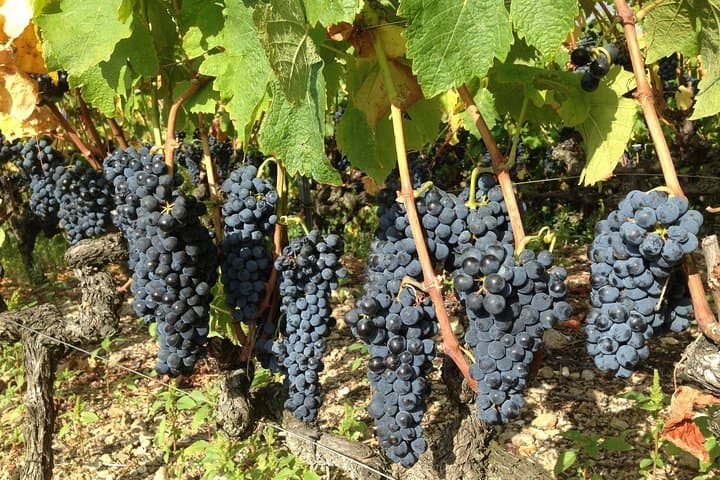 Cotes du Rhone Wine Tour (9:00 am to 5:15 pm) - Small Group Tour from Lyon