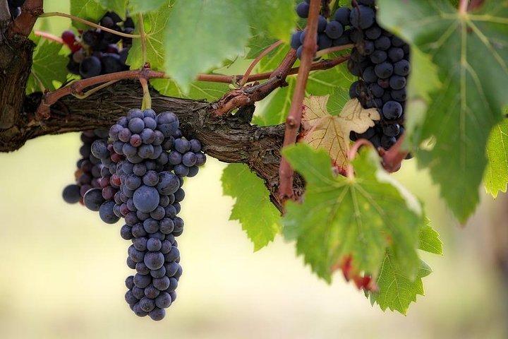 The Original Syrah Wine Tour (14h00 - 18h30) - Visite en petit groupe au départ de Lyon