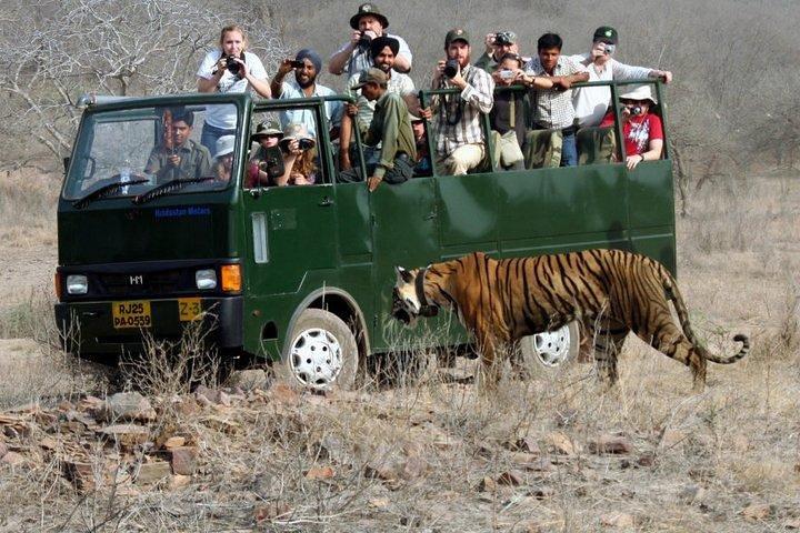 Ranthambore Wildlife Safari mit Tickets & Transferoptionen