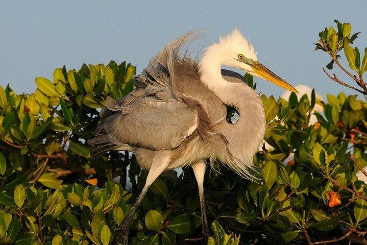 Everglades Small Group Guided Boating & Walking Tour Expedition