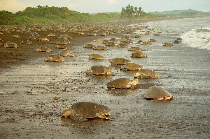 Privat Limon Shore Excursion: Tortuguero Canals Tour
