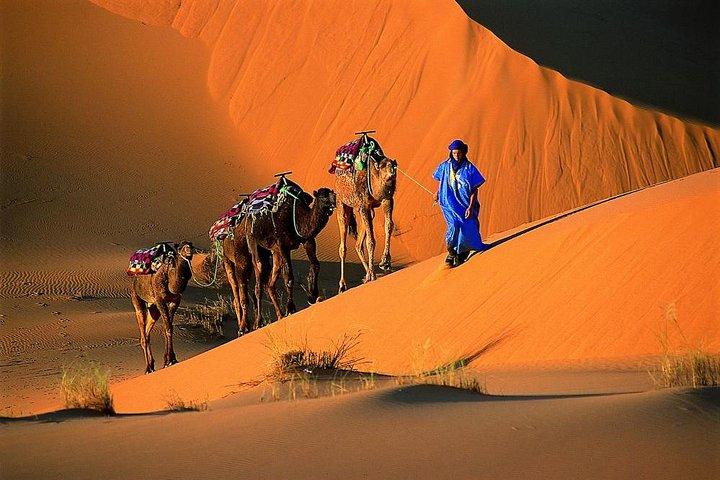 Camello Trek Bivouac Merzouga