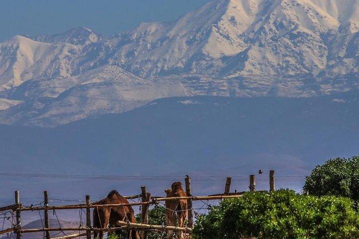 Giro in cammello e cena nel deserto di Agafay