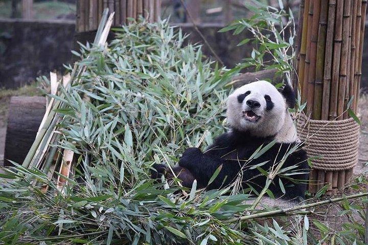 En dag Panda Keeper Volunteer i Dujiangyan