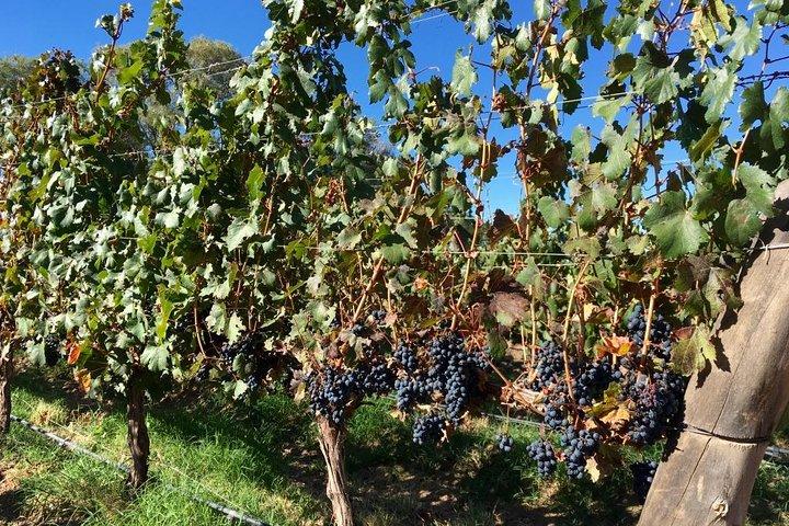 Tour de vinhos Colome de luxo