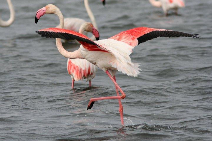 アヴィニョン発カマルグ少人数グループ日帰り旅行