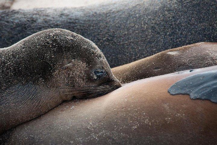 6-daagse Galapagos Landtour die begint op het eiland San Cristobal, inclusief Santa Cruz