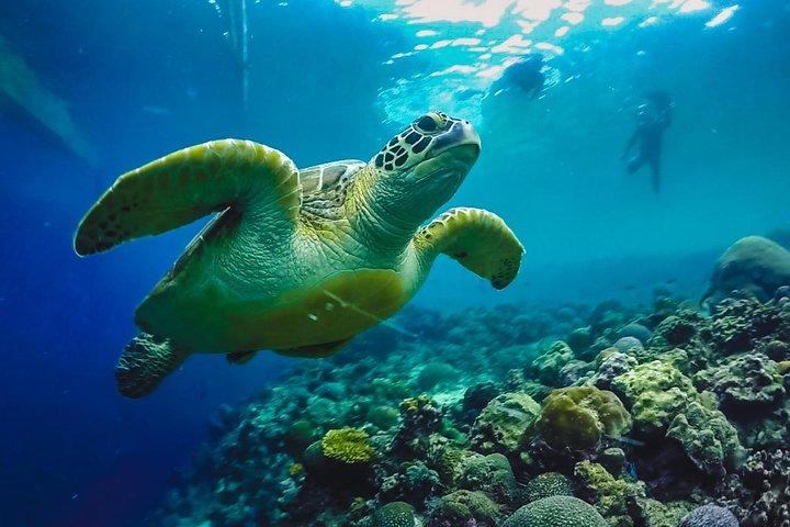 Cebu: Moalboal Sardiner, Sköldpaddssnorkling och Kawasan Canyoneering