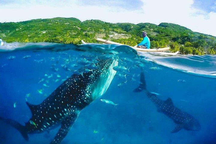 Oslob WhalesharkとKawasan Fallsツアー