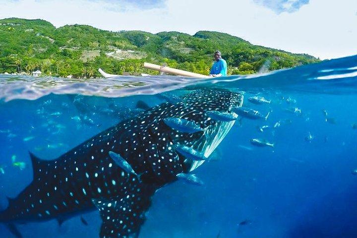 ジンベエザメとの遭遇とツマログの滝ツアー