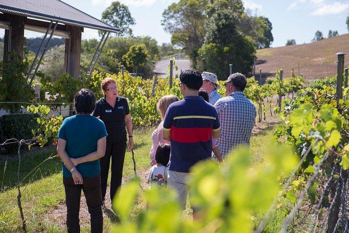 Sirromet Weingut Tour und Weinprobe