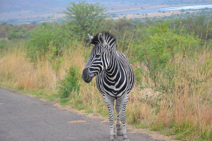 Pilanesberg National Park Full-Day Tour from Johannesburg