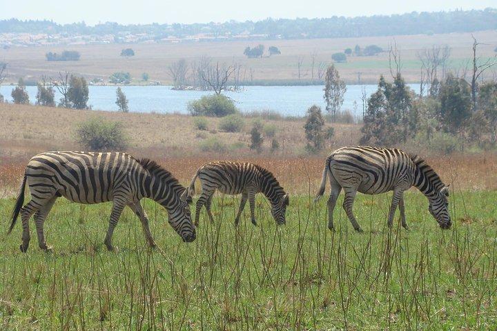 Rietvlei Nature Reserve half-day tour from Pretoria, every TUESDAY