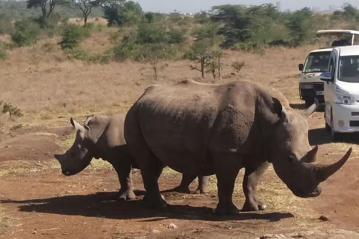 Nairobi National Park–A Safari Adventure at the Edge of the City