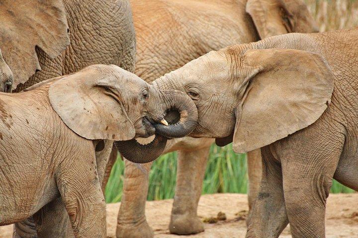 Addo Elephant National Park Tour - Giornata intera di meraviglie della fauna selvatica