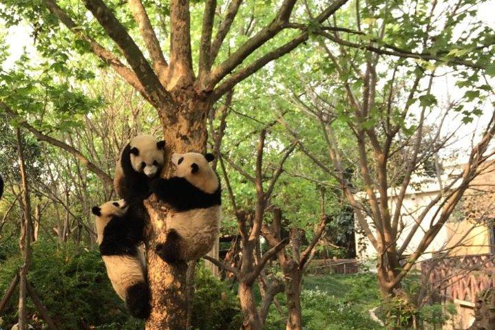 Chengdu Highlights Private Day Tour